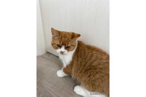 成約済の茨城県のスコティッシュフォールド-74285の2枚目